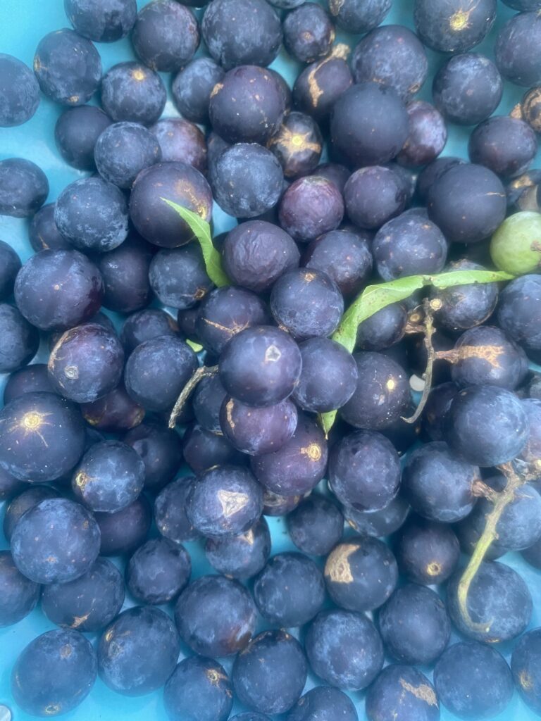 Fox grapes just picked