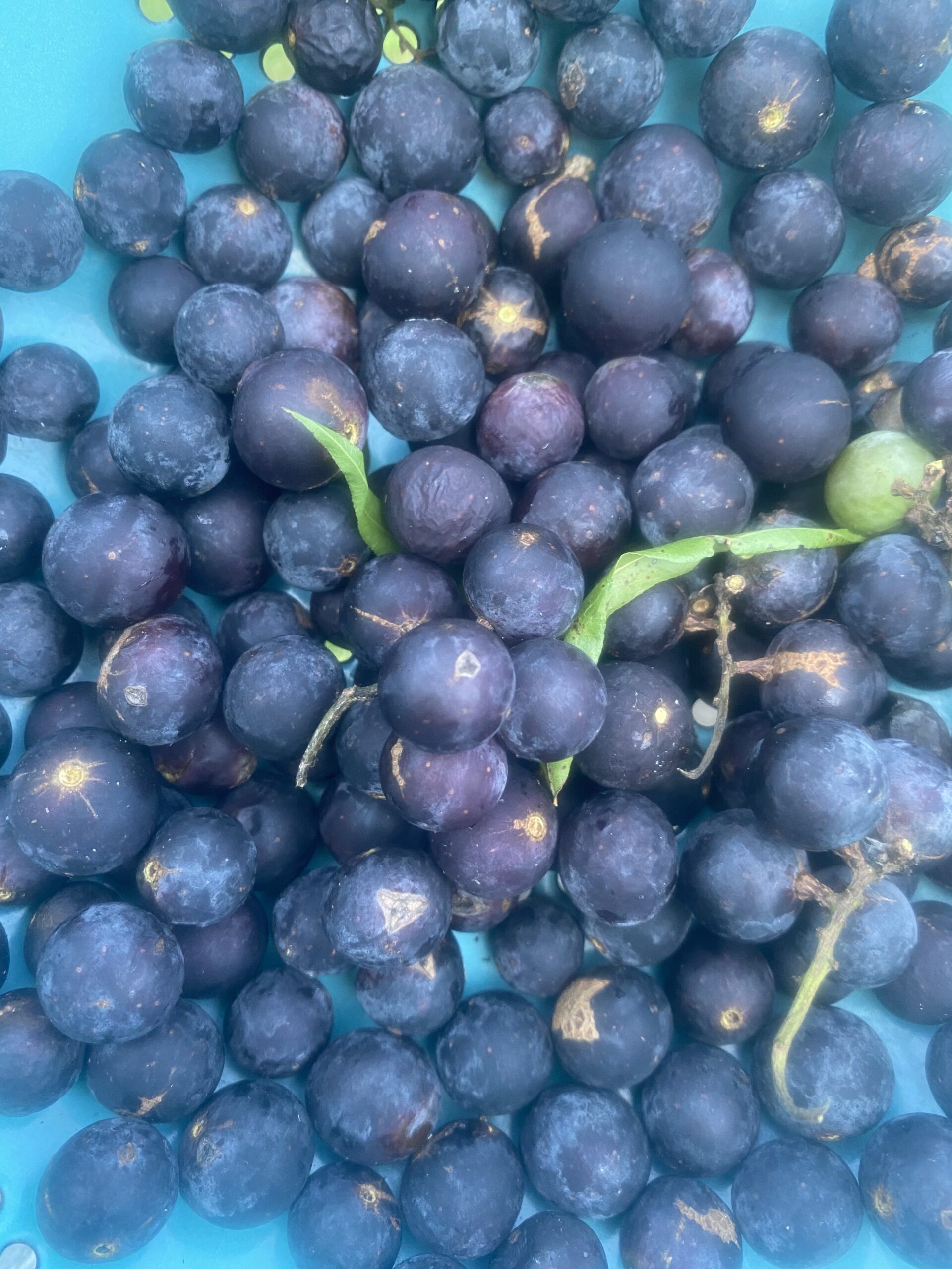 Fox grapes