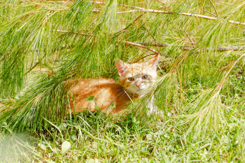 Yellow cat under pine tree in bright light