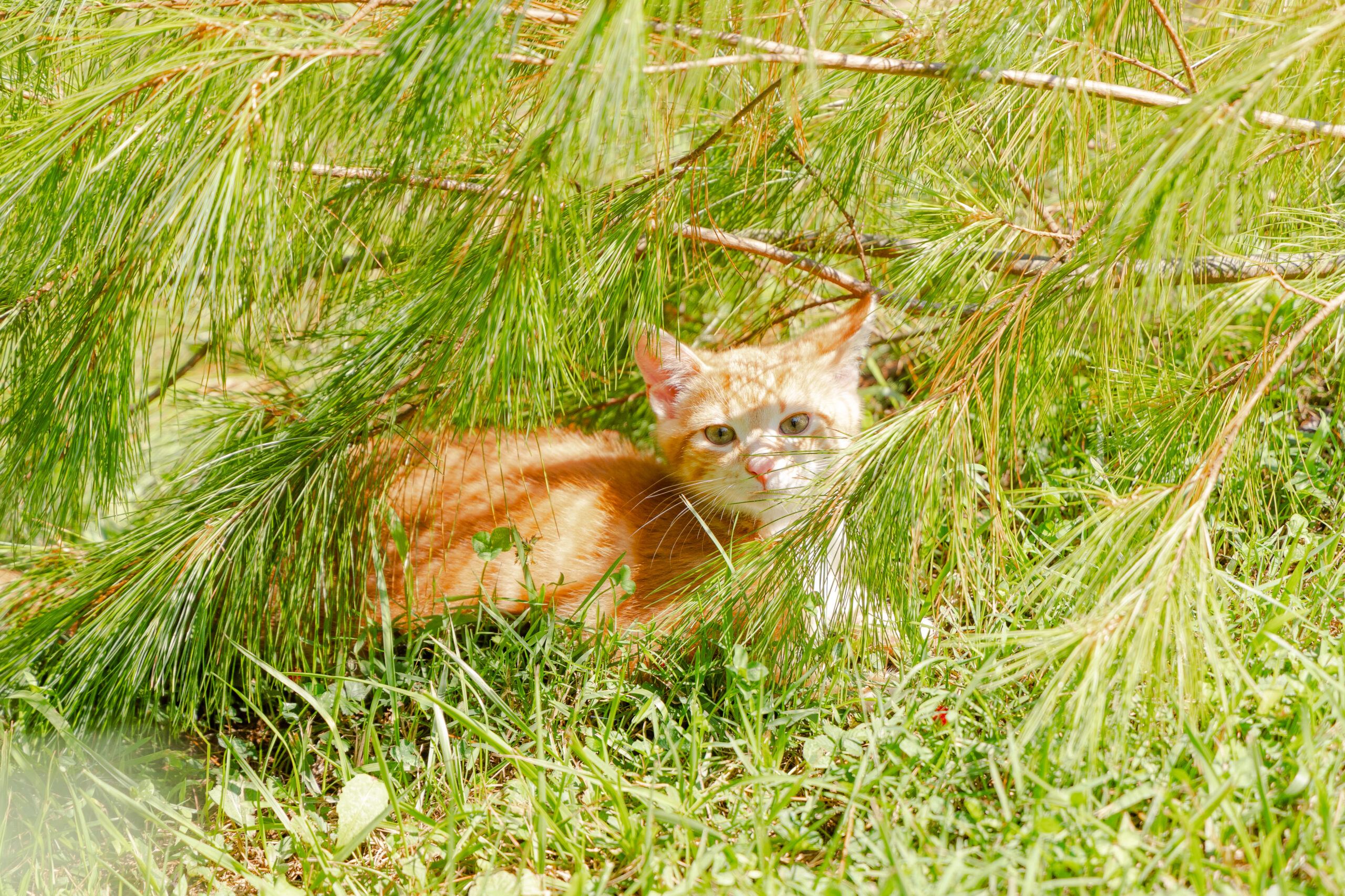 Yellow cat under pine tree in bright light