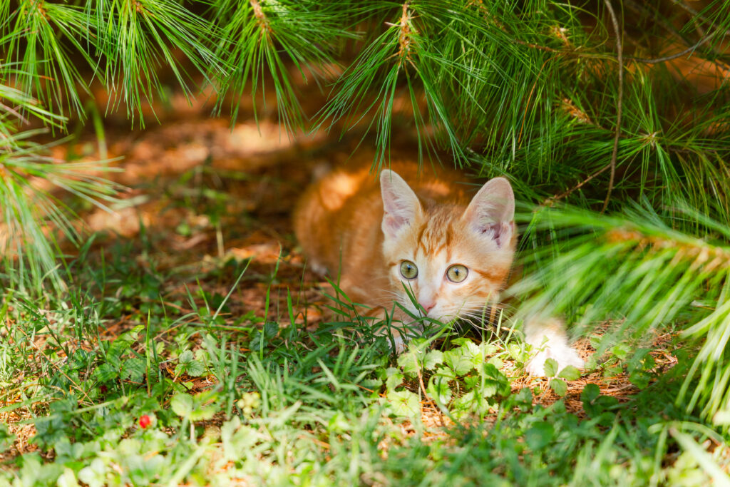 yellow tabby cat laying under a pine tree