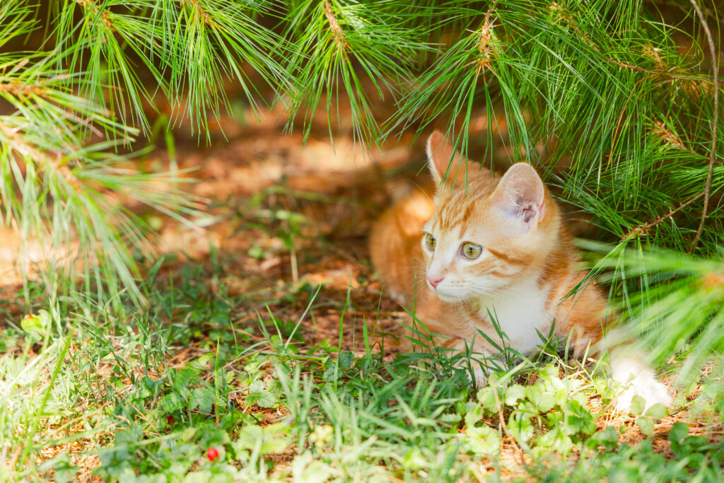 Yellow tabby cat laying under a pine tree looking to the side