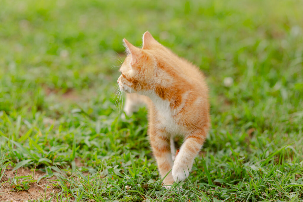 yellow tabby cat walking across grass looking behind him