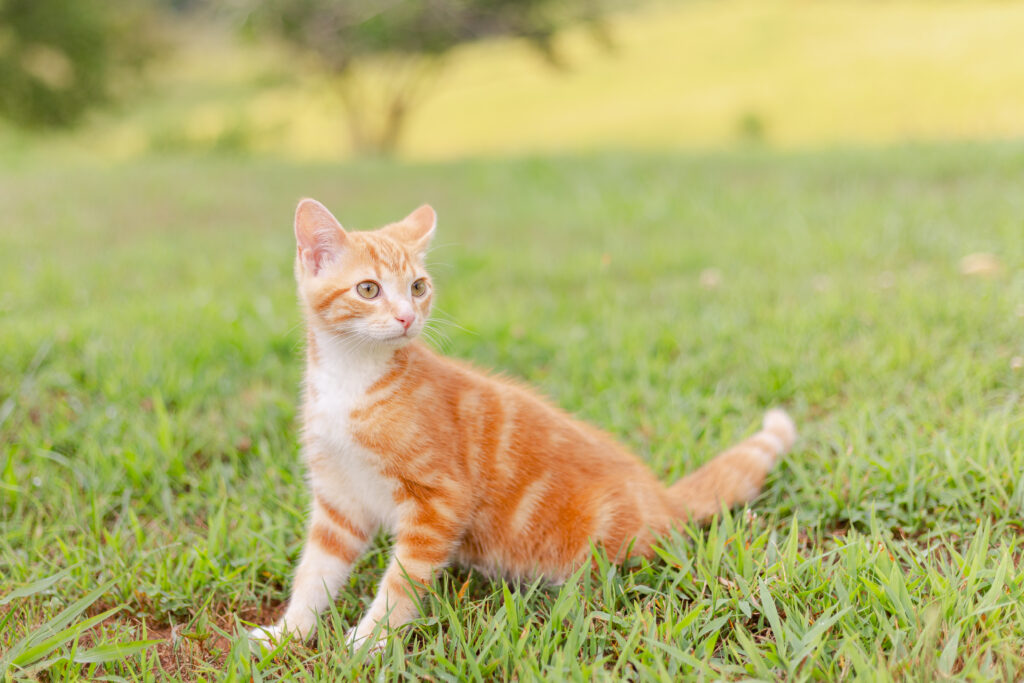 Orange tabby cat sitting in the grass looking across the yard with a field behind him