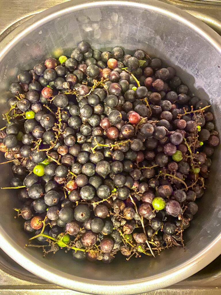 A mess of freshly picked fox grapes in a dish pan