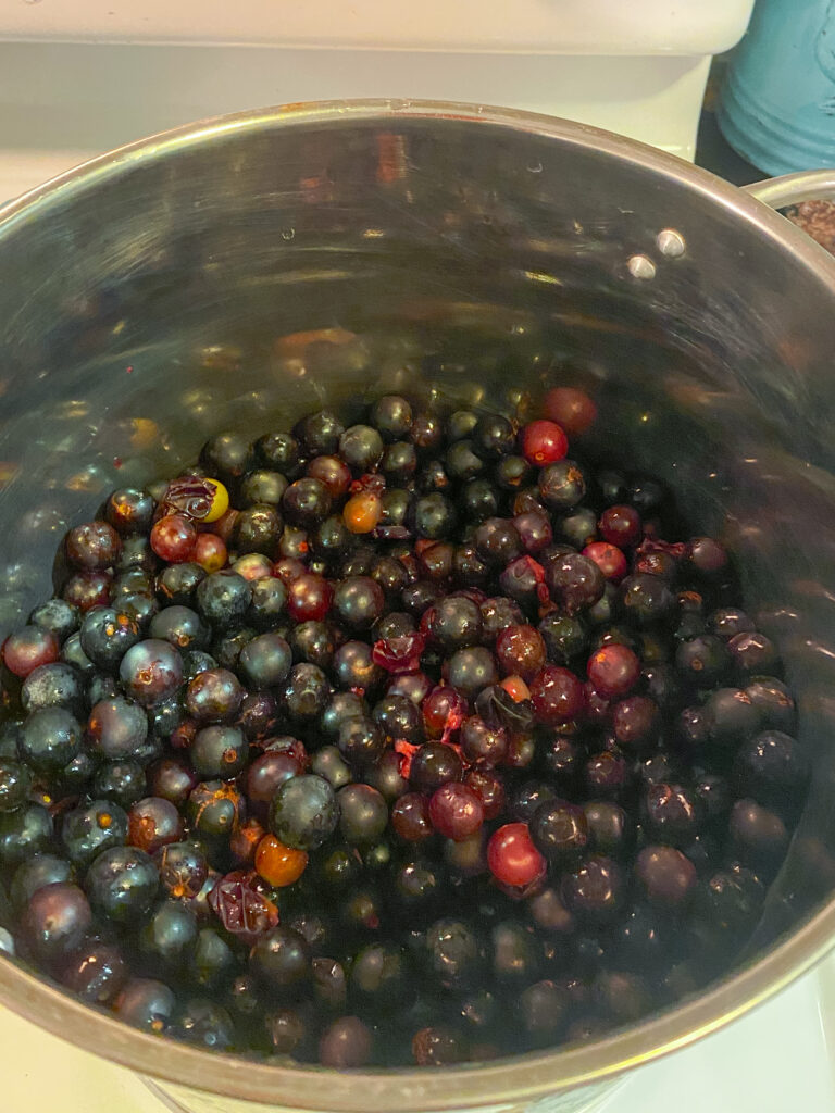 Fox grapes cooking down in a stock pot